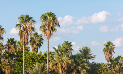 Palm trees against the sky.