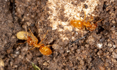Ants with eggs on the ground.