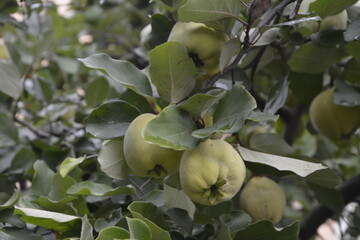 Green tree with young quinces fruits on it.
