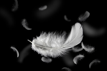 Soft of White Feathers Falling Down on Black Background. Feather Floating in the Air. Down Swan Feather