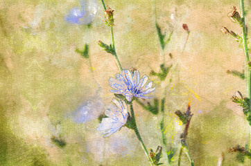 Blue flowers centaurea or cornflower. - obrazy, fototapety, plakaty