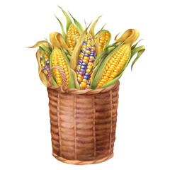 Watercolor illustration with coloured corn and basket isolated on the white background. Hand painted watercolor clipart. - 470054817