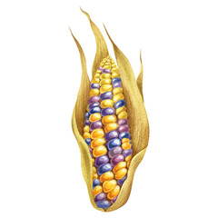 Watercolor illustration with coloured corn isolated on the white background. Hand painted watercolor clipart. - 470054818