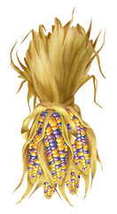 Watercolor illustration with coloured corn isolated on the white background. Hand painted watercolor clipart. - 470054819