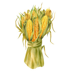 Watercolor illustration with coloured corn isolated on the white background. Hand painted watercolor clipart. - 470054820