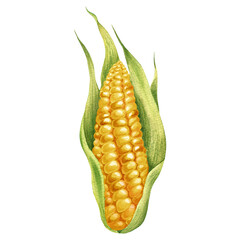 Watercolor illustration with coloured corn isolated on the white background. Hand painted watercolor clipart. - 470054821