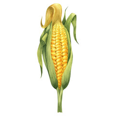 Watercolor illustration with coloured corn isolated on the white background. Hand painted watercolor clipart. - 470054822