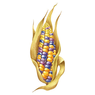 Watercolor illustration with coloured corn isolated on the white background. Hand painted watercolor clipart.