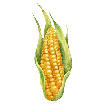 Watercolor illustration with coloured corn isolated on the white background. Hand painted watercolor clipart.