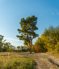 Trees, roads in forest,  blue sky background