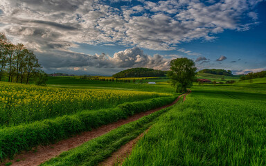 Fototapeta na wymiar Green field and blue sky with clouds