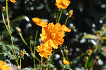 オレンジ色の花　キバナコスモス
