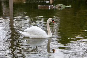 White mute swan swimming in a lake