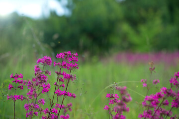 Obraz na płótnie Canvas Nature summer background with pink flowers in the meadow at sunny day