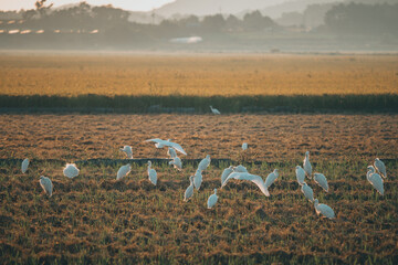 가을 어느날 새무리