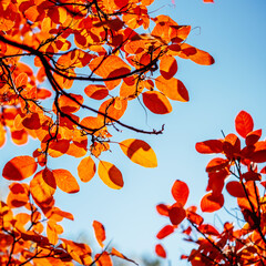 Colorful golden atumn leaves during fall season, orange and yellow leaves in the tree against blue...