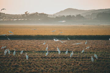 가을 어느날 새무리