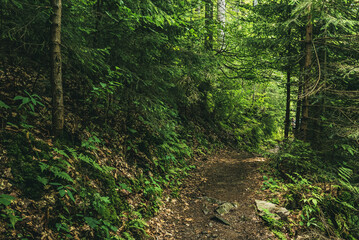 Fototapeta premium Dark moody forest