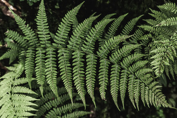 Fern leaf background