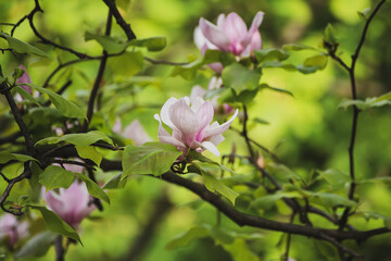 Magnolia spring flowers
