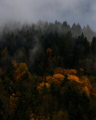 Moody Autumn Forest 