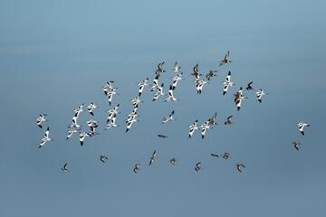 Small flock of Avocets (Recurvirostra avosetta) in flight with other waders isolated against blue sky
