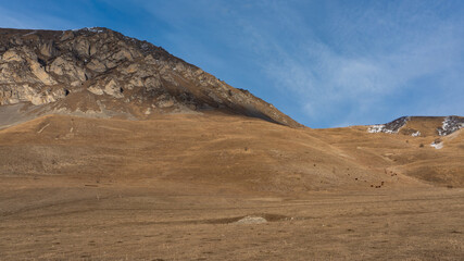 landscape in the desert with cows