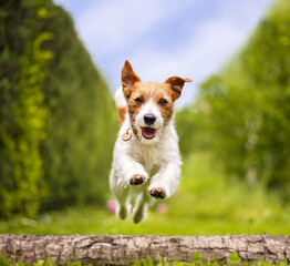Funny playful happy smiling pet dog puppy running, jumping in the grass in summer