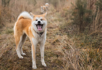 Akita inu dog at the autumn forest