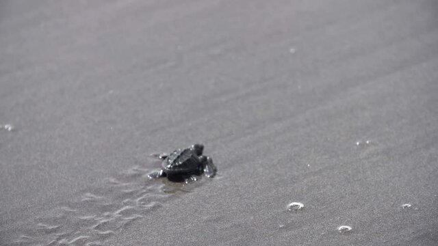 Marine baby turtle walking in wet sand beach leaving footprints at the coast