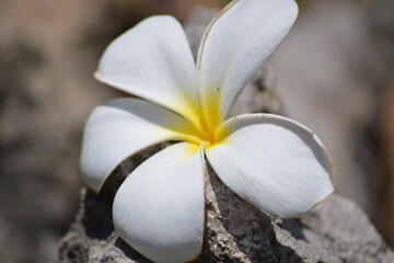 Plumeria obtusa, the Singapore graveyard flower, is a species of the genus Plumeria (Apocynaceae).
