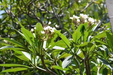Plumeria obtusa, the Singapore graveyard flower, is a species of the genus Plumeria (Apocynaceae).
