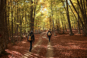 Men walk into the magical sunny forest landscape with colorful autumn season leaves. Fantastic autumn day in forest. Fall Landscape.