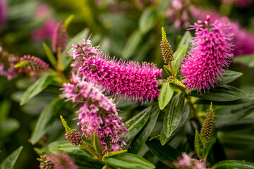 Flowering Butterfly Bush (Buddleia davidii) 