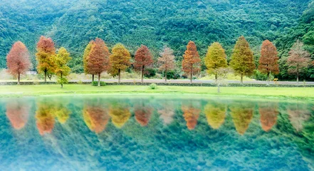 Poster Classic blad cypress scene of the Taiwan bald cypress trees reflection, Taiwan © nicholashan