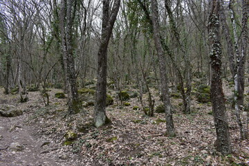 tree in the forest