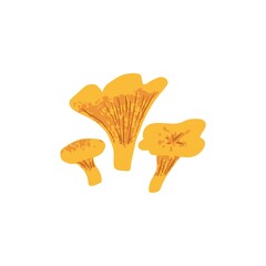 Chanterelle mushrooms. Autumn composition of edible forest fungi. Fall golden fungus with gills. Modern botanical textured drawing. Colored flat vector illustration isolated on white background