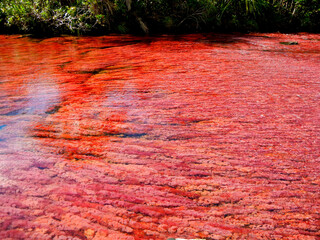 Natural carpet due red endemic plants (Macarenia Clavigera) in Caño Cristales, La Macarena,...