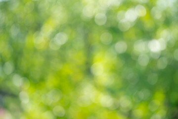 Naklejka na ściany i meble Blur green bokeh light outdoor natural garden, Green natural garden Blur background