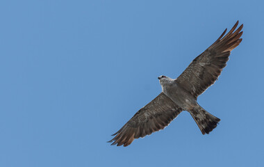 Mississippi kite in the Blue Sky