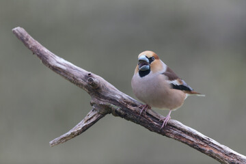 common European Hawfinch Coccothraustes coccothraustes in close view in woodland