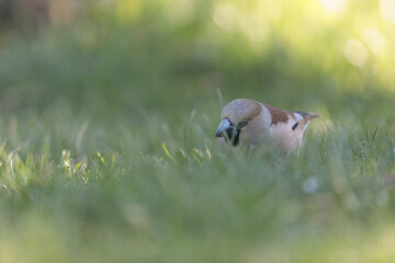 common European Hawfinch Coccothraustes coccothraustes in close view in woodland