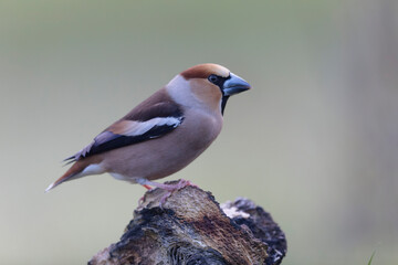 common European Hawfinch Coccothraustes coccothraustes in close view in woodland