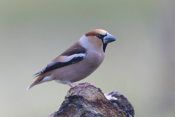 common European Hawfinch Coccothraustes coccothraustes in close view in woodland