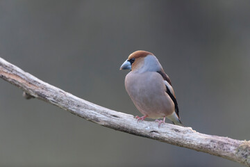 common European Hawfinch Coccothraustes coccothraustes in close view in woodland