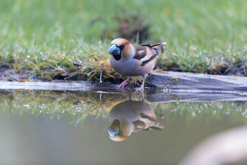 common European Hawfinch Coccothraustes coccothraustes in close view in woodland