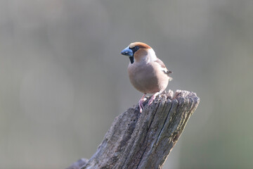 Fototapeta premium common European Hawfinch Coccothraustes coccothraustes in close view in woodland