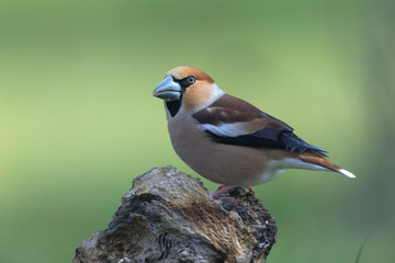 common European Hawfinch Coccothraustes coccothraustes in close view in woodland
