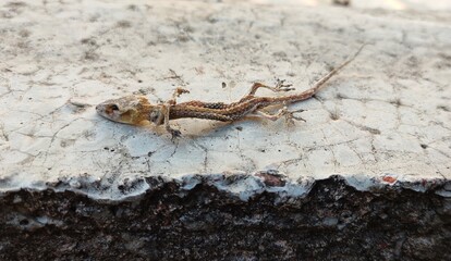 lizard on a rock
