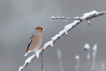 common European Hawfinch Coccothraustes coccothraustes in close view in woodland
